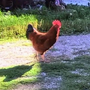 Meet your Posher, Janis